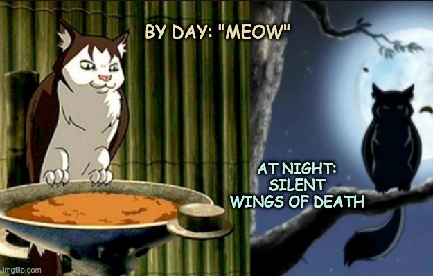 Do not underestimate the Cat Owl | BY DAY: "MEOW"; AT NIGHT: SILENT WINGS OF DEATH | image tagged in cat owl,cats,avatar the last airbender | made w/ Imgflip meme maker