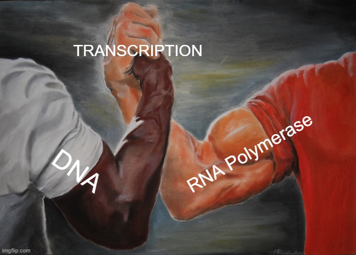 Epic Handshake Meme | TRANSCRIPTION; RNA Polymerase; DNA | image tagged in memes,epic handshake | made w/ Imgflip meme maker