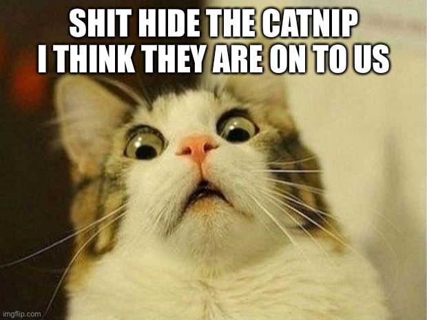 Scared Cat Meme | SHIT HIDE THE CATNIP I THINK THEY ARE ON TO US | image tagged in memes,scared cat | made w/ Imgflip meme maker
