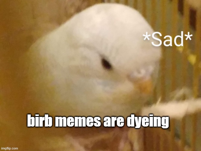 Sad Budgie | birb memes are dyeing | image tagged in sad budgie | made w/ Imgflip meme maker