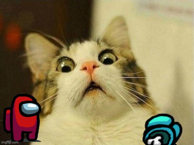 Scared Cat Meme | image tagged in memes,scared cat | made w/ Imgflip meme maker