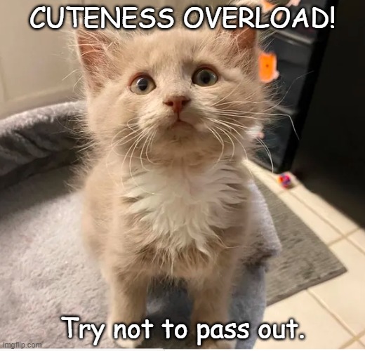 cuteness overload | CUTENESS OVERLOAD! Try not to pass out. | image tagged in cute kitten | made w/ Imgflip meme maker