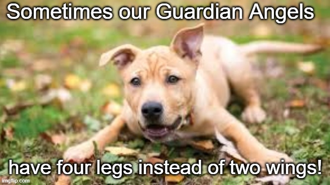 Canine guardian angels | Sometimes our Guardian Angels; have four legs instead of two wings! | image tagged in dogs,guardian angel | made w/ Imgflip meme maker