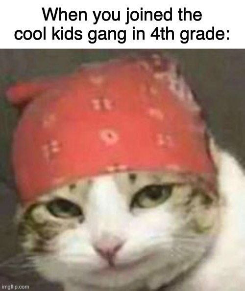 gang | When you joined the cool kids gang in 4th grade: | image tagged in cat,mexican gang members,cool kids | made w/ Imgflip meme maker