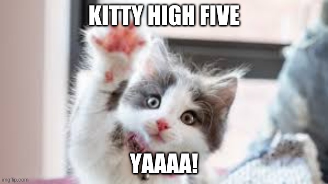 Kitty high five | KITTY HIGH FIVE; YAAAA! | image tagged in kitty cat | made w/ Imgflip meme maker