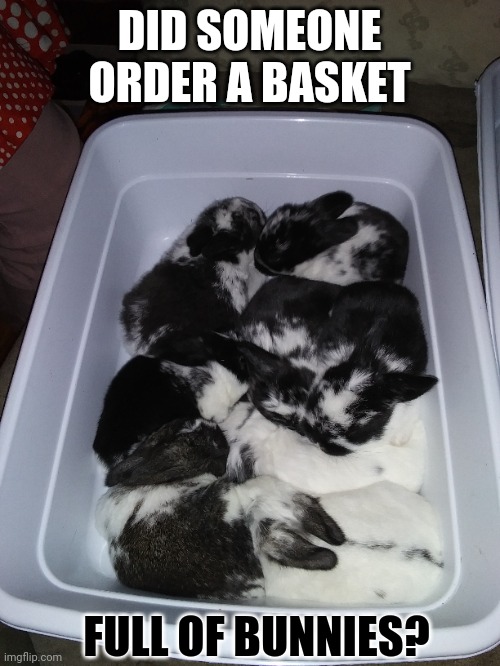 I SURE DID | DID SOMEONE ORDER A BASKET; FULL OF BUNNIES? | image tagged in bunnies,babies,rabbits | made w/ Imgflip meme maker