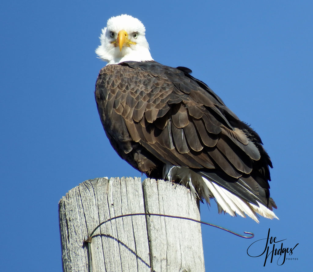 High Quality eagle Blank Meme Template