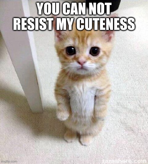 Cute Cat Meme | YOU CAN NOT RESIST MY CUTENESS | image tagged in memes,cute cat | made w/ Imgflip meme maker
