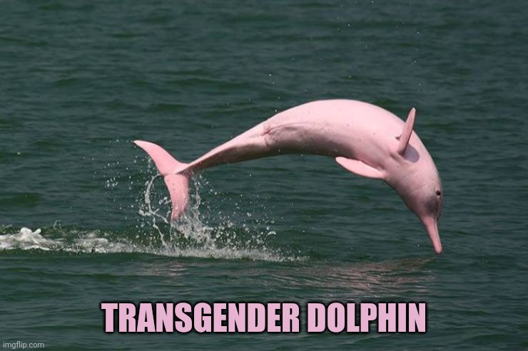 Phylum Incertum | TRANSGENDER DOLPHIN | image tagged in questioning,dolphin,memes | made w/ Imgflip meme maker