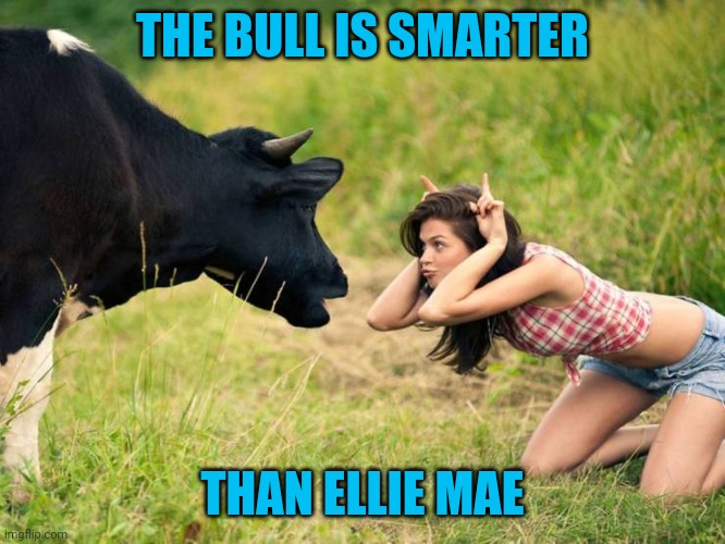 What some do for fun | THE BULL IS SMARTER; THAN ELLIE MAE | image tagged in memes,cows | made w/ Imgflip meme maker