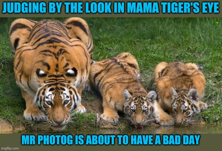 Can't I be left to drink in peace? | JUDGING BY THE LOOK IN MAMA TIGER'S EYE; MR PHOTOG IS ABOUT TO HAVE A BAD DAY | image tagged in memes,photography | made w/ Imgflip meme maker
