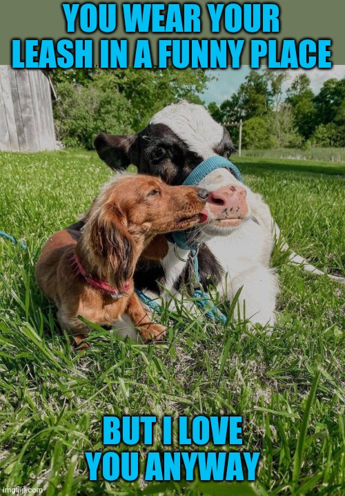 Friends | YOU WEAR YOUR LEASH IN A FUNNY PLACE; BUT I LOVE YOU ANYWAY | image tagged in memes,dogs,cow | made w/ Imgflip meme maker