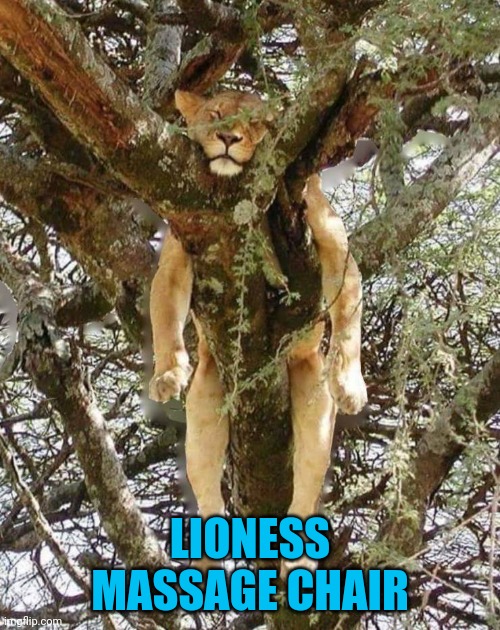 Where the masseur? | LIONESS MASSAGE CHAIR | image tagged in cats,big ones,lioness | made w/ Imgflip meme maker