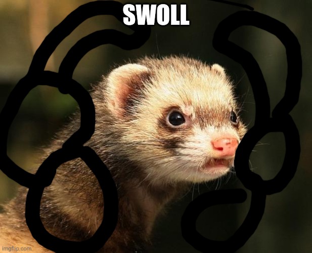 Frustrated Ferret | SWOLL | image tagged in frustrated ferret | made w/ Imgflip meme maker