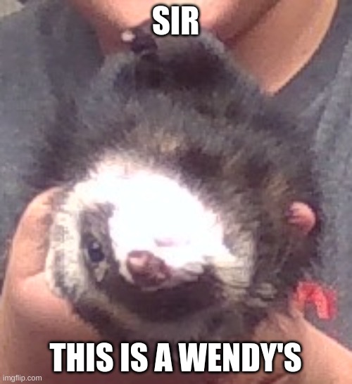 upside down ferret | SIR THIS IS A WENDY'S | image tagged in upside down ferret | made w/ Imgflip meme maker