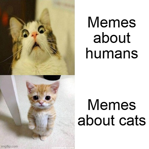 Drake Hotline Bling | Memes about humans; Memes about cats | image tagged in memes,drake hotline bling | made w/ Imgflip meme maker