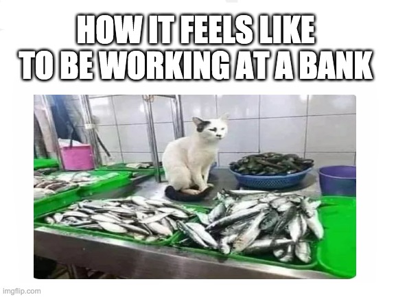 The temptations... | HOW IT FEELS LIKE TO BE WORKING AT A BANK | image tagged in lol,poor animals,cat memes,memes,money money | made w/ Imgflip meme maker