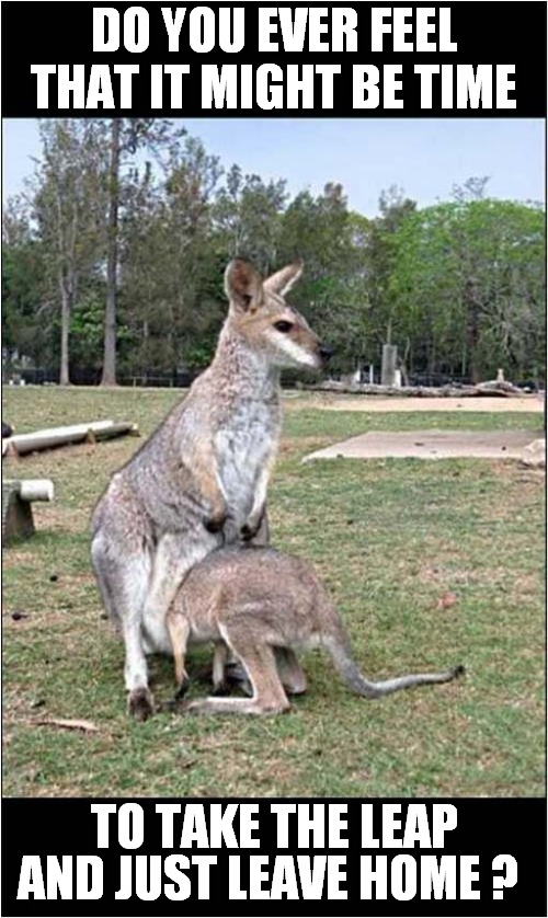 A Tight Fit ! | DO YOU EVER FEEL THAT IT MIGHT BE TIME; TO TAKE THE LEAP; AND JUST LEAVE HOME ? | image tagged in fun,kangaroo,tight | made w/ Imgflip meme maker