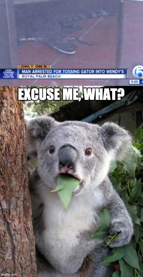 Excuse me? | EXCUSE ME, WHAT? | image tagged in memes,surprised koala,man throws gator into wendy's,aligator | made w/ Imgflip meme maker