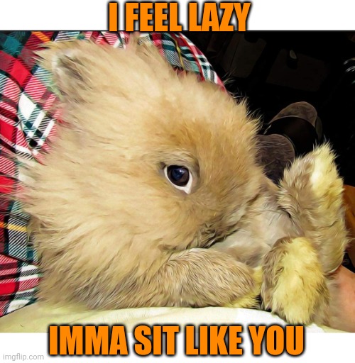 BUNNY WANTS TO ACT HUMAN | I FEEL LAZY; IMMA SIT LIKE YOU | image tagged in bunny,rabbit | made w/ Imgflip meme maker