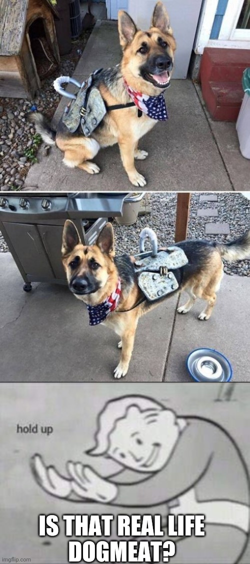 I WANNA TAKE DOGMEAT HOME | IS THAT REAL LIFE
DOGMEAT? | image tagged in fallout hold up,fallout 4,fallout,cosplay | made w/ Imgflip meme maker