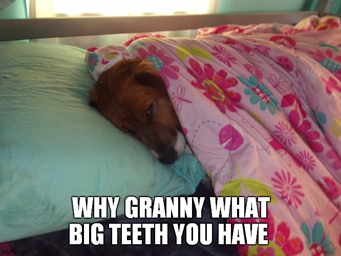 my dog | WHY GRANNY WHAT BIG TEETH YOU HAVE | image tagged in my dog | made w/ Imgflip meme maker