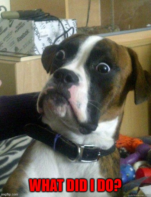 Dog Shocked | WHAT DID I DO? | image tagged in dog shocked | made w/ Imgflip meme maker