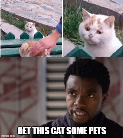 Give kitty da pet | GET THIS CAT SOME PETS | image tagged in cats,memes,black panther - get this man a shield | made w/ Imgflip meme maker