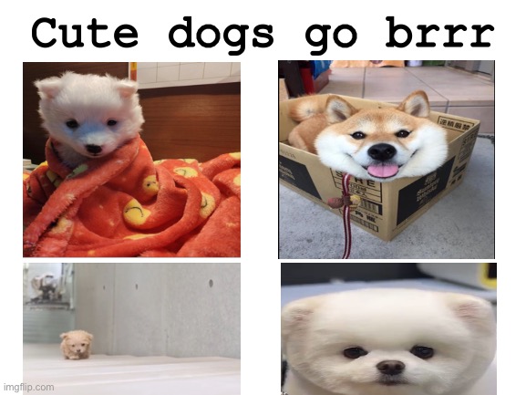 c u t e o w o | Cute dogs go brrr | image tagged in blank white template | made w/ Imgflip meme maker