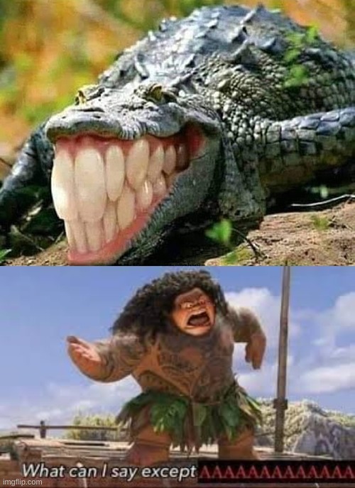 uhhhhh | image tagged in memes,funny,cursed image,crocodile,what can i say except aaaaaaaaaaa,holy music stops | made w/ Imgflip meme maker
