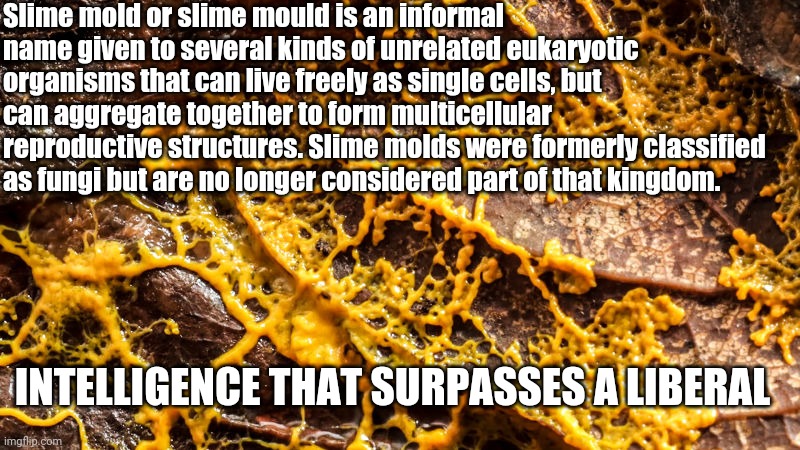 Slime mold | Slime mold or slime mould is an informal name given to several kinds of unrelated eukaryotic organisms that can live freely as single cells, but can aggregate together to form multicellular reproductive structures. Slime molds were formerly classified as fungi but are no longer considered part of that kingdom. INTELLIGENCE THAT SURPASSES A LIBERAL | image tagged in mold,liberal | made w/ Imgflip meme maker