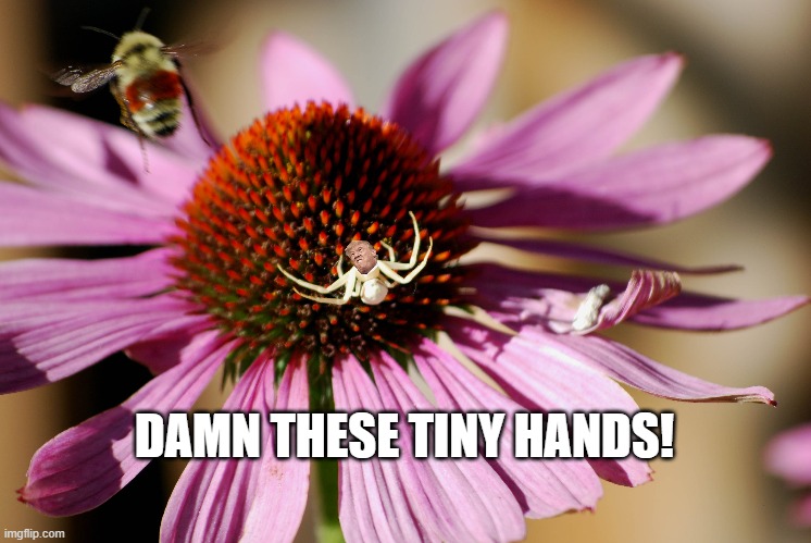 Tiny Hands | DAMN THESE TINY HANDS! | image tagged in funny,funny memes | made w/ Imgflip meme maker