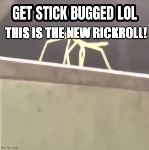 NEW RICKROLL :) | THIS IS THE NEW RICKROLL! | image tagged in get stick bugged lol | made w/ Imgflip meme maker