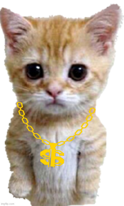 Rich cat | image tagged in cat,rich,money,cute,little | made w/ Imgflip meme maker
