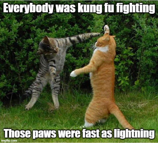 At first it was a little bit frightening, but they had expert timing | Everybody was kung fu fighting; Those paws were fast as lightning | image tagged in cat fight,cats,kung fu,fighting,songs | made w/ Imgflip meme maker