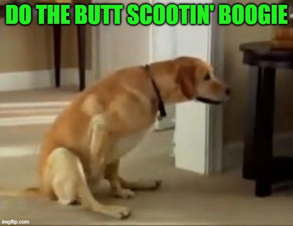 Keepin' it clean... | DO THE BUTT SCOOTIN' BOOGIE | image tagged in dogs,animals,butt scootin | made w/ Imgflip meme maker