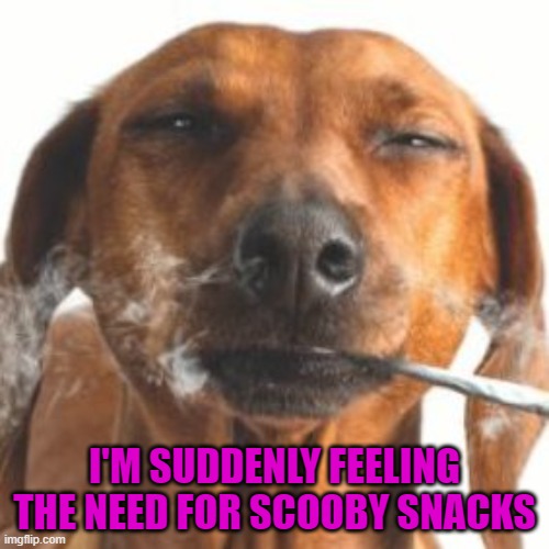 Munch all the munchies!!! | I'M SUDDENLY FEELING THE NEED FOR SCOOBY SNACKS | image tagged in dogs,scooby doo,scooby snacks,animals | made w/ Imgflip meme maker