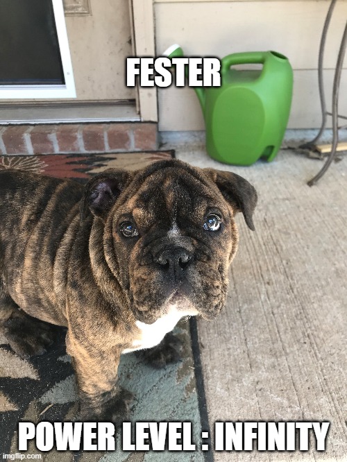 My dog Fester is unbeatable! | FESTER; POWER LEVEL : INFINITY | image tagged in dog | made w/ Imgflip meme maker