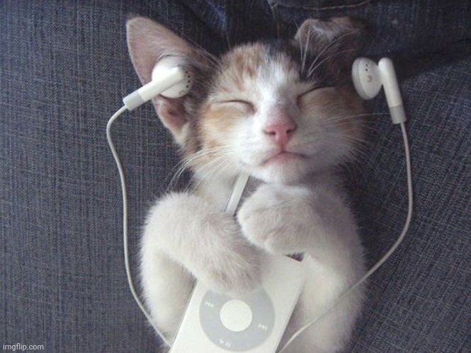 Vibing kitty | image tagged in vibing kitty | made w/ Imgflip meme maker