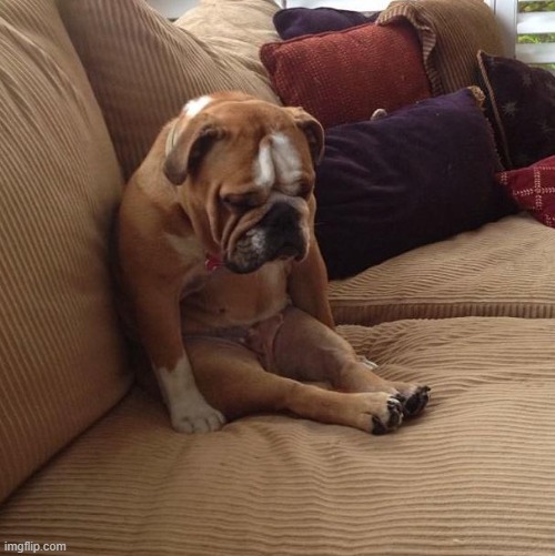 When your owner crinkles a bag but it isn't the treat bag. | image tagged in bulldogsad,depressing,sad dog,dogs,treats,relatable | made w/ Imgflip meme maker