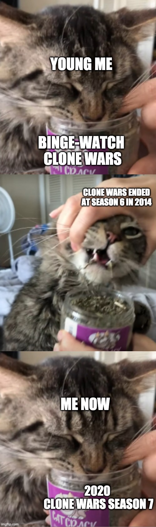 Cat Addicted To Catnip | YOUNG ME; BINGE-WATCH
 CLONE WARS; CLONE WARS ENDED AT SEASON 6 IN 2014; ME NOW; 2020 
CLONE WARS SEASON 7 | image tagged in cat addicted to catnip,clone wars | made w/ Imgflip meme maker