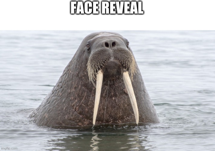Face reveal | FACE REVEAL | image tagged in funny,funny memes,walrus,funny meme,memes,lmao | made w/ Imgflip meme maker