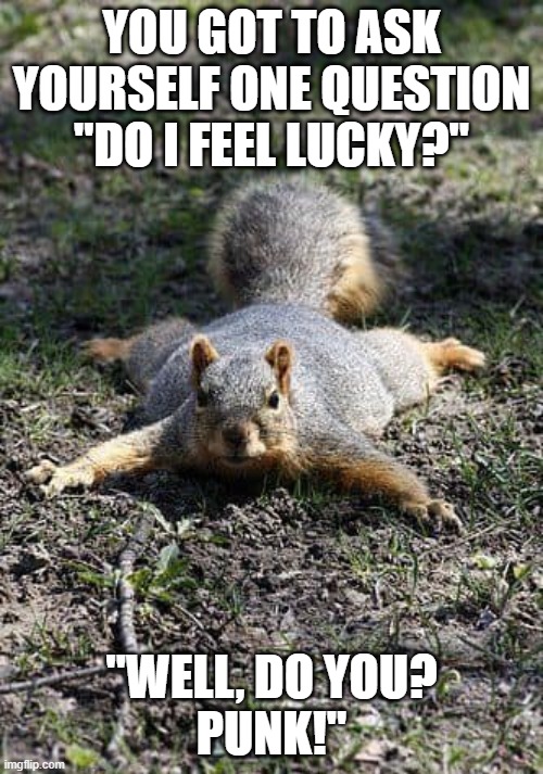 Crazy squirrel | YOU GOT TO ASK YOURSELF ONE QUESTION "DO I FEEL LUCKY?"; "WELL, DO YOU?
PUNK!" | image tagged in lucky,squirrel | made w/ Imgflip meme maker