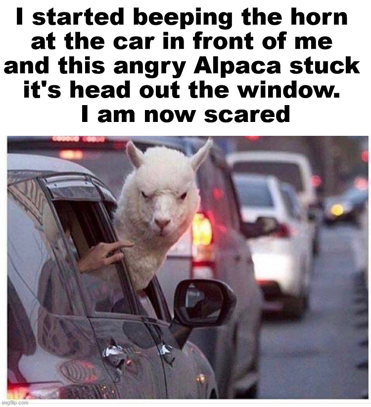 I started beeping the horn 
at the car in front of me 
and this angry Alpaca stuck 
it's head out the window. 
I am now scared | image tagged in alpaca,scared | made w/ Imgflip meme maker