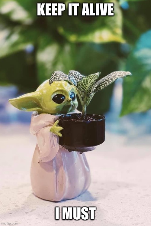 Baby Yoda pot plant | KEEP IT ALIVE; I MUST | image tagged in baby yoda,pot,plant,alive,black thumb,green thumb | made w/ Imgflip meme maker