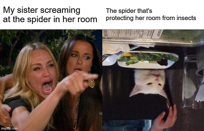 Woman yelling at cat | My sister screaming at the spider in her room; The spider that's protecting her room from insects | image tagged in woman,cat | made w/ Imgflip meme maker