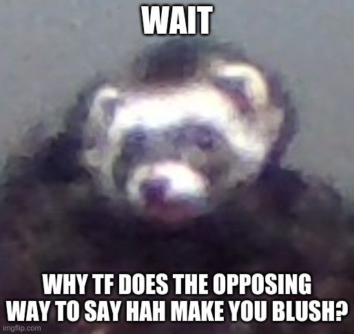 zach's ferret | WAIT WHY TF DOES THE OPPOSING WAY TO SAY HAH MAKE YOU BLUSH? | image tagged in zach's ferret | made w/ Imgflip meme maker