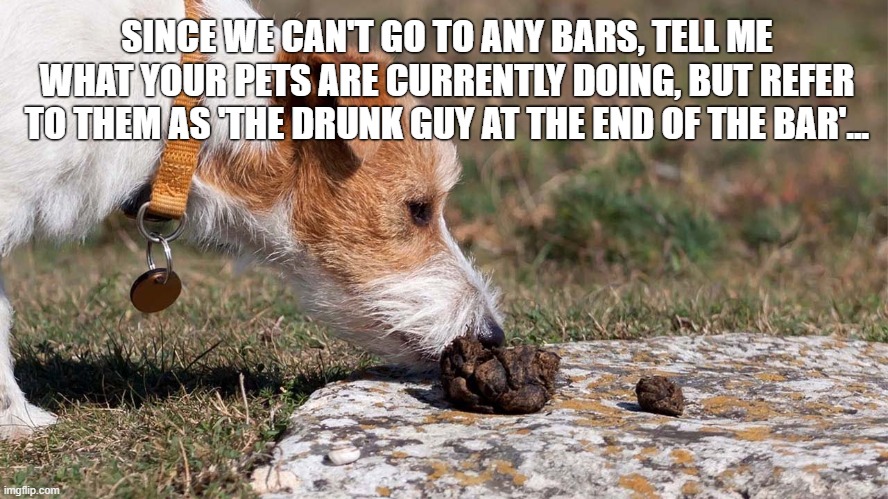 The drunk guy at the end of the bar | SINCE WE CAN'T GO TO ANY BARS, TELL ME WHAT YOUR PETS ARE CURRENTLY DOING, BUT REFER TO THEM AS 'THE DRUNK GUY AT THE END OF THE BAR'... | image tagged in humor,dog | made w/ Imgflip meme maker