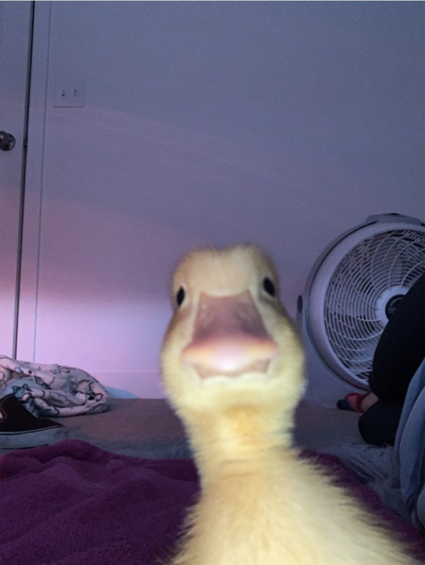 Duck looking at you Blank Meme Template