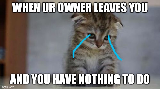 Sad kitten | WHEN UR OWNER LEAVES YOU; AND YOU HAVE NOTHING TO DO | image tagged in sad kitten | made w/ Imgflip meme maker